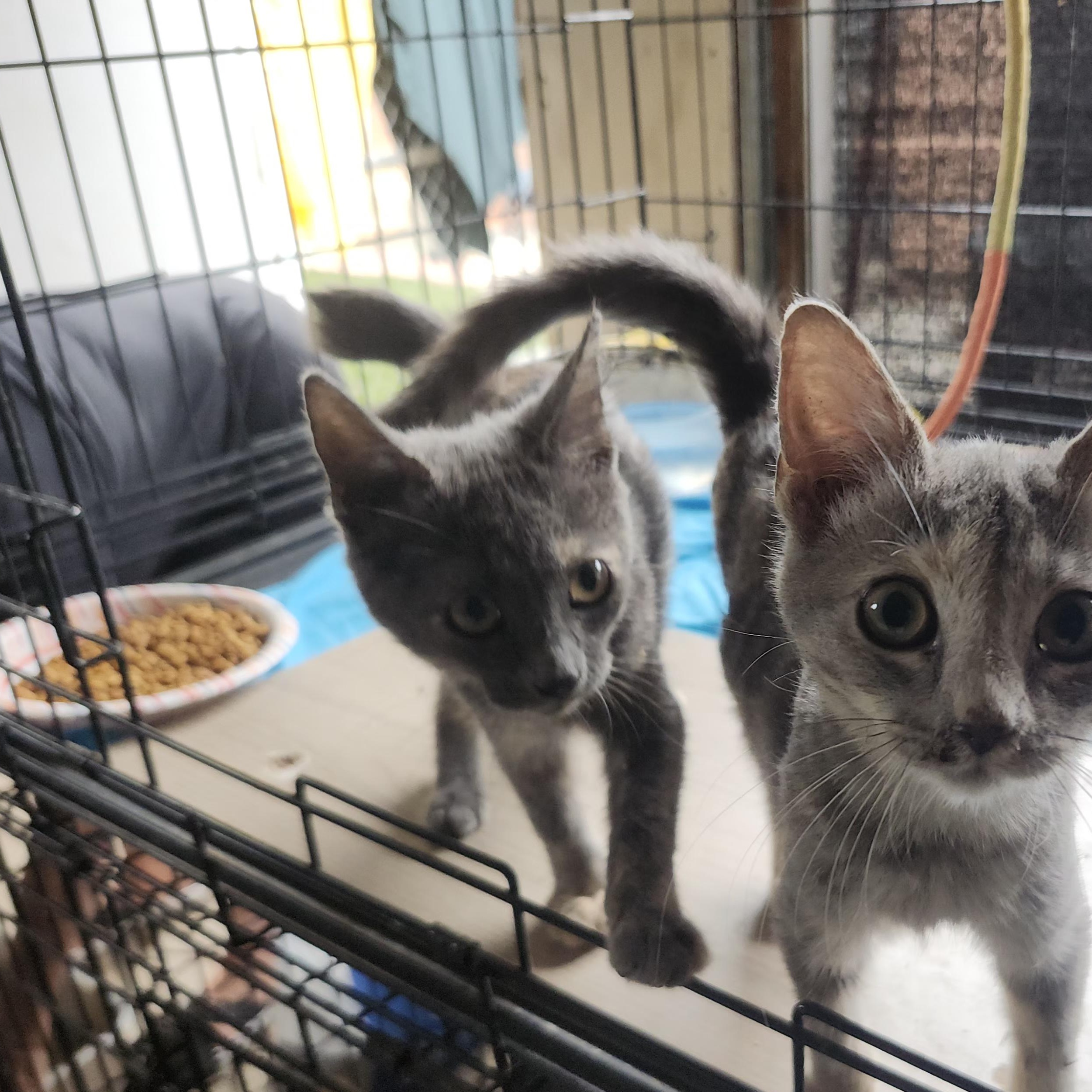 Itsy and Bitsy