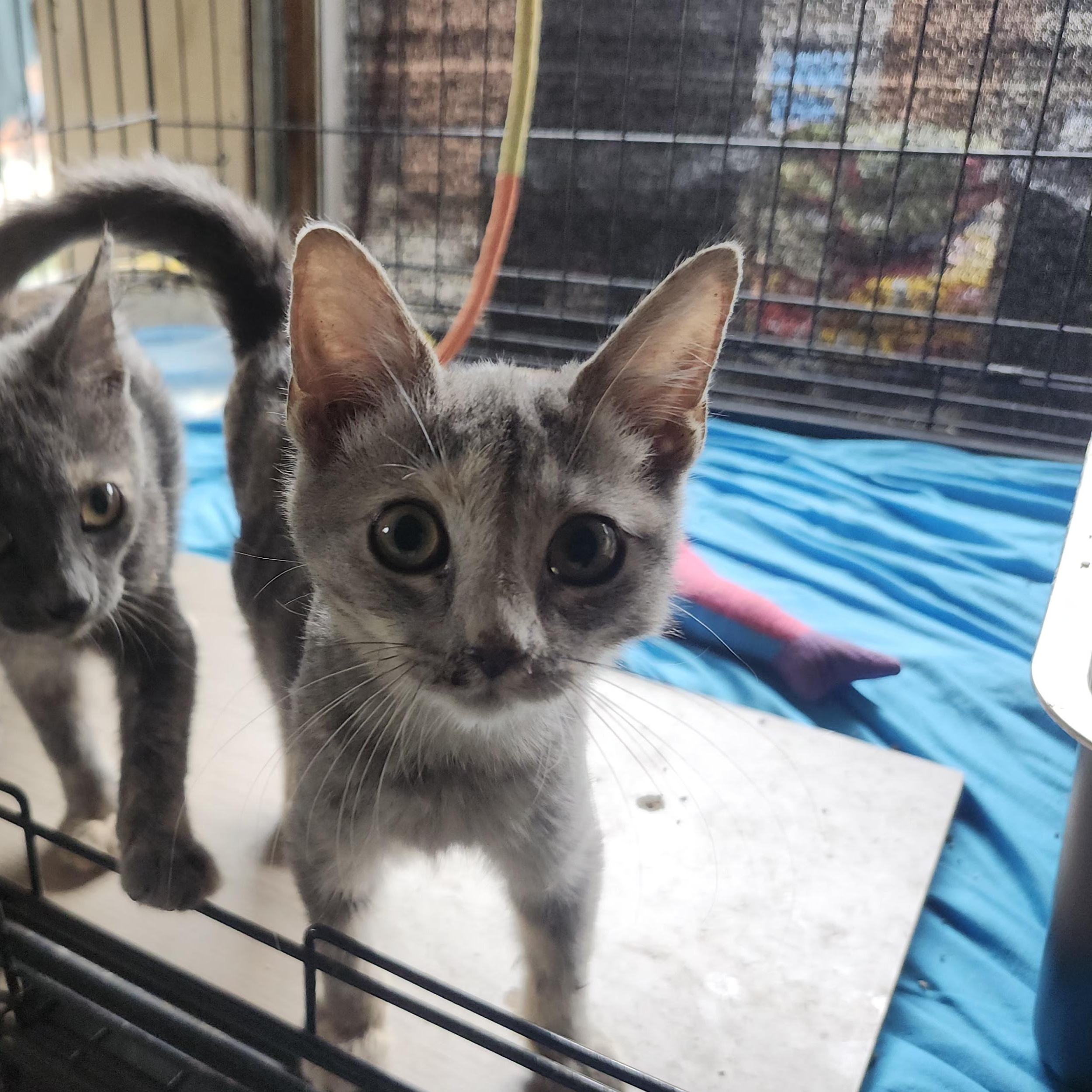 Itsy and Bitsy, a Adoptable Domestic Short Hair image 2/3