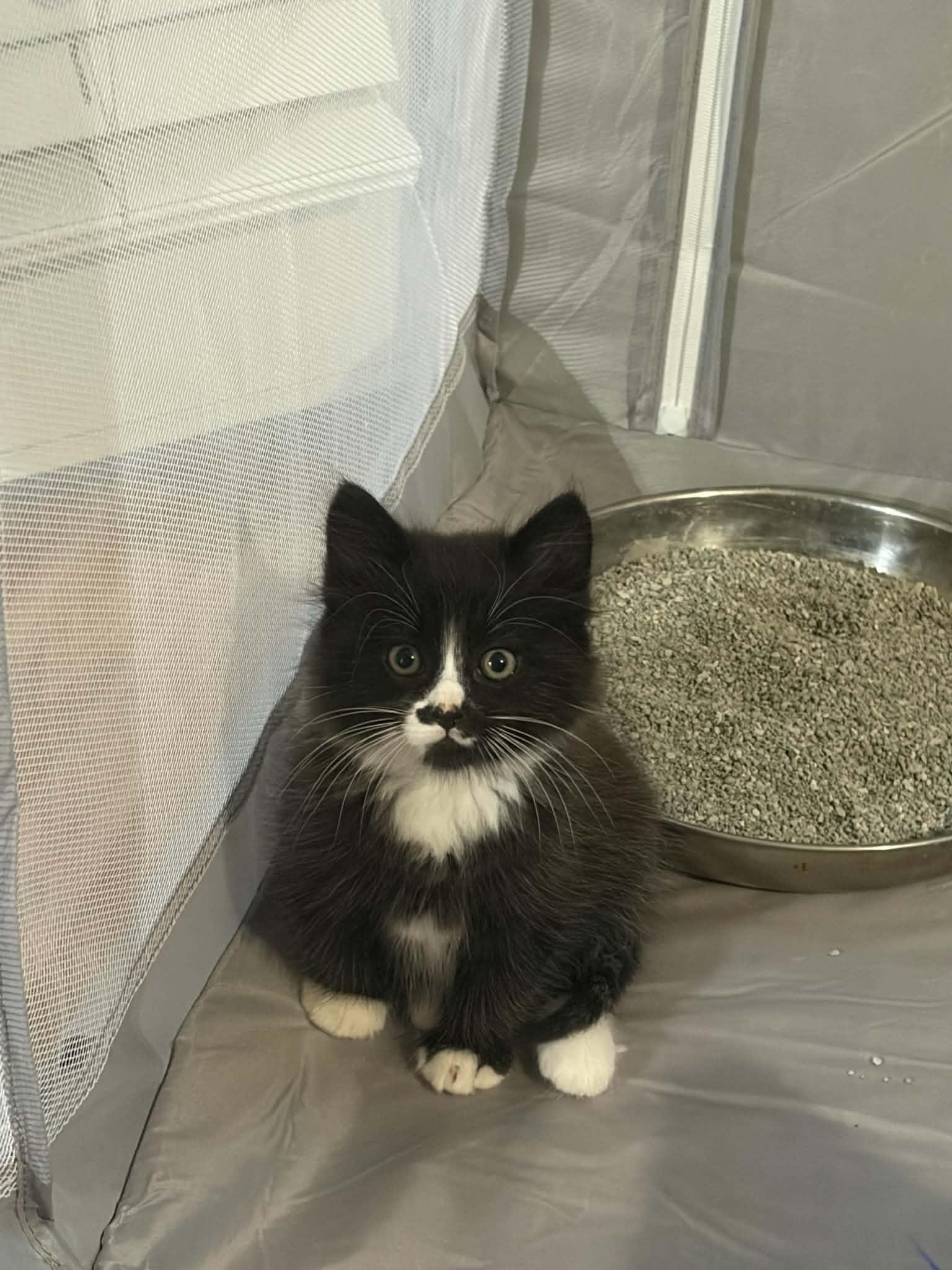 Bear, adopted, Kitten Male Domestic Long Hair.