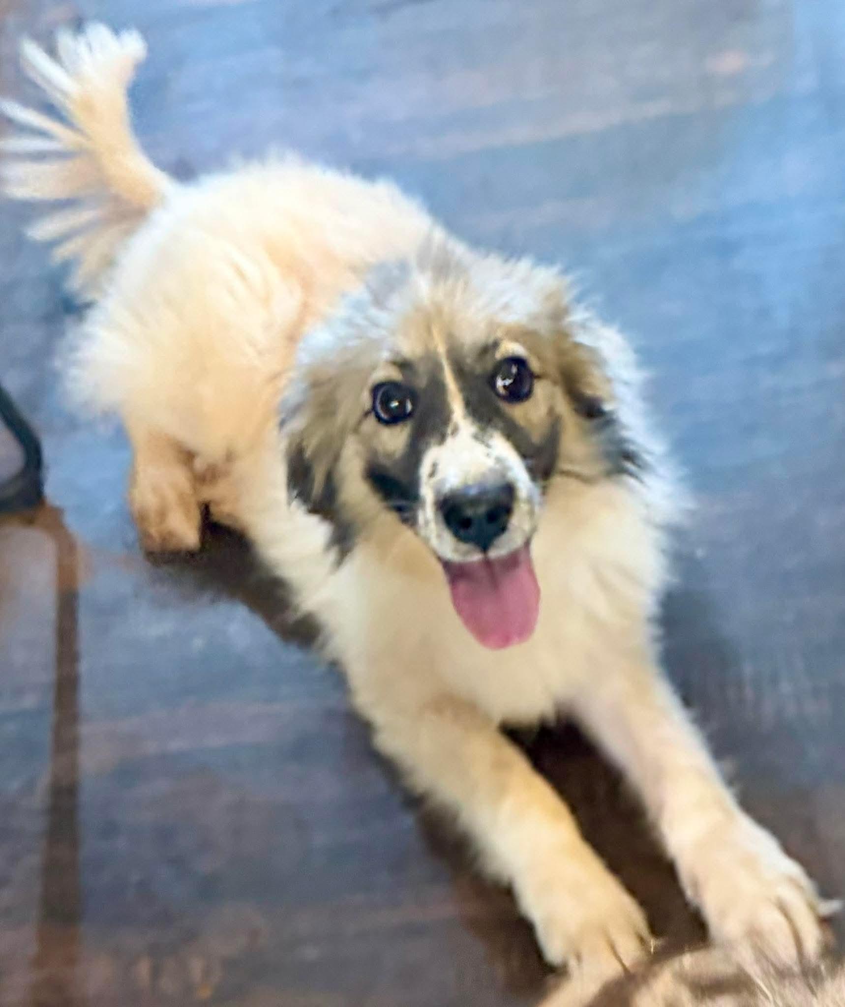 Saganaki, Adoptable, Young Female German Shepherd Dog & Great Pyrenees.