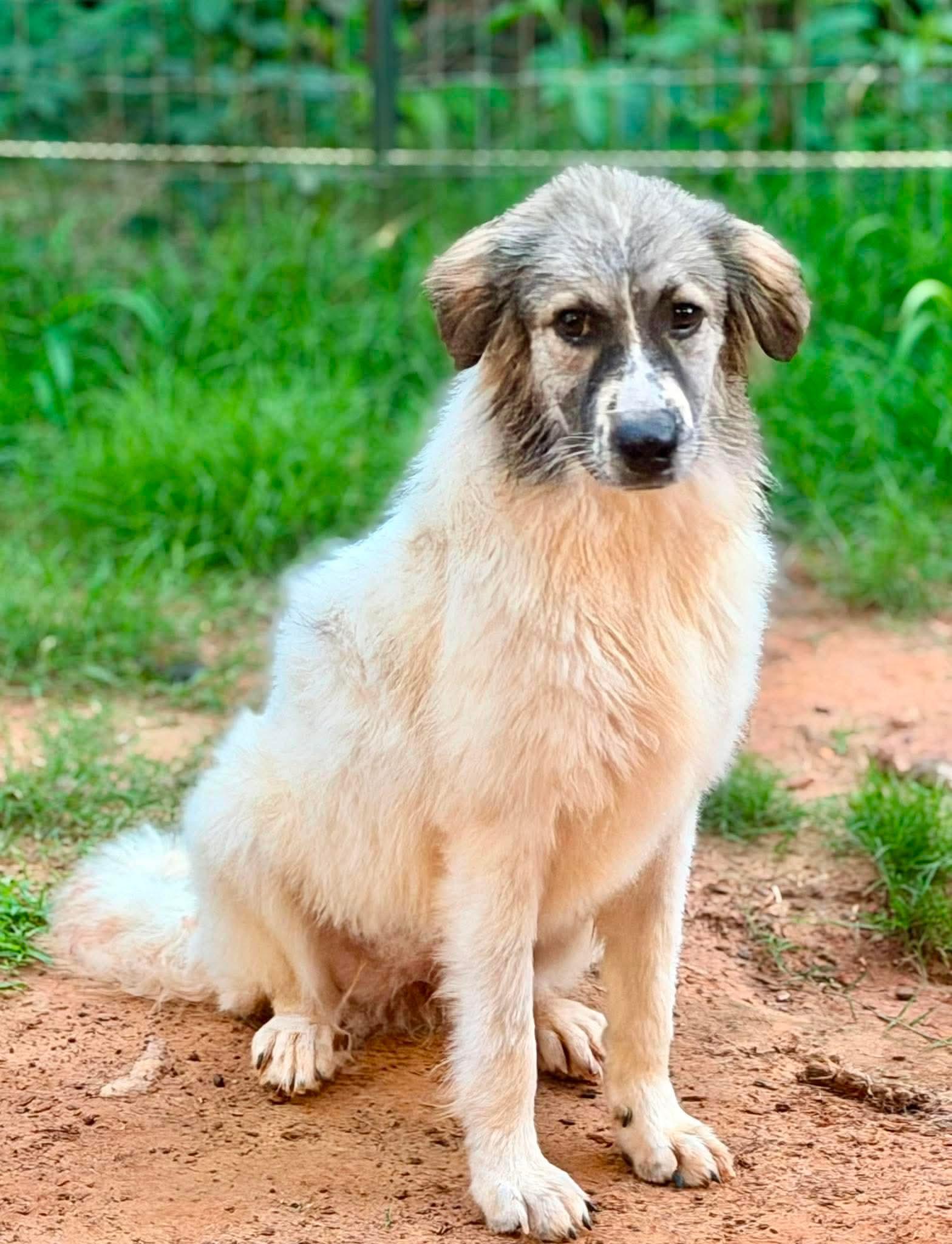 Saganaki, a Adoptable mixed breed in New Baltimore, MI image 2/4