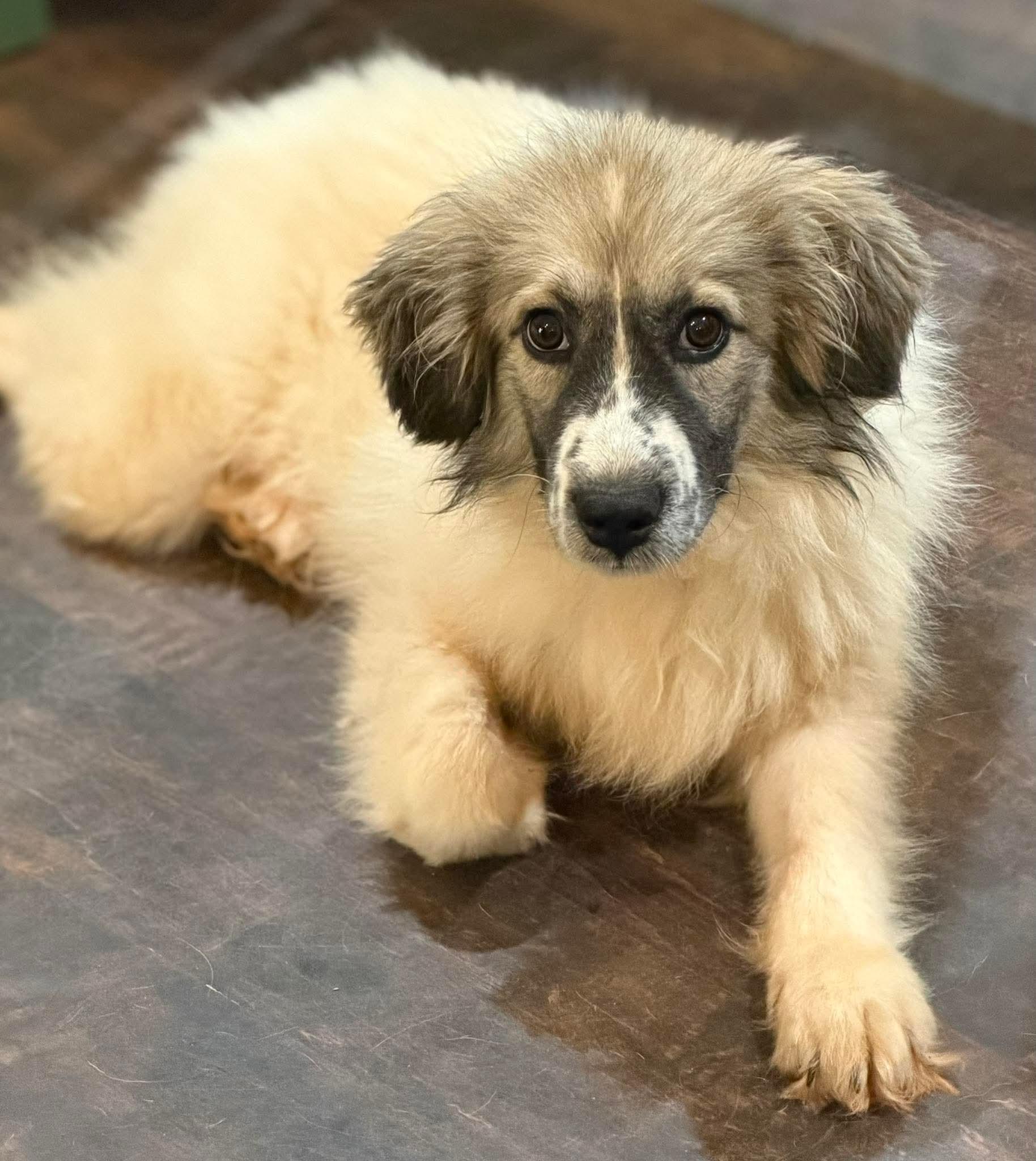 Saganaki, a Adoptable mixed breed in New Baltimore, MI image 3/4