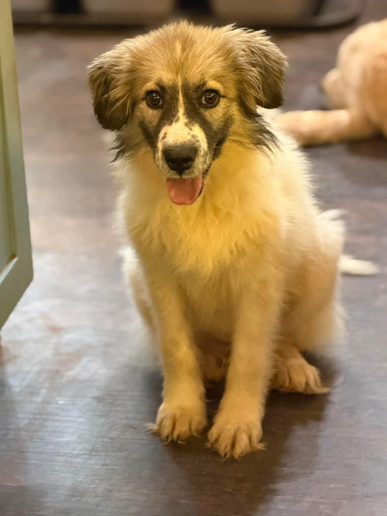 Saganaki, a Adoptable mixed breed in New Baltimore, MI image 4/4