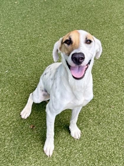 Peaches, Adoptable, Young Female Treeing Walker Coonhound & Mixed Breed.