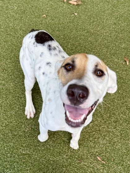 Enlarge Peaches, a Adoptable mixed breed in Picayune, MS image 2/3