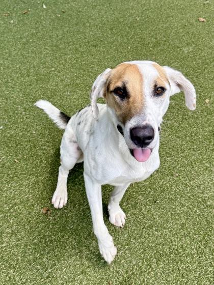 Enlarge Peaches, a Adoptable mixed breed in Picayune, MS image 3/3