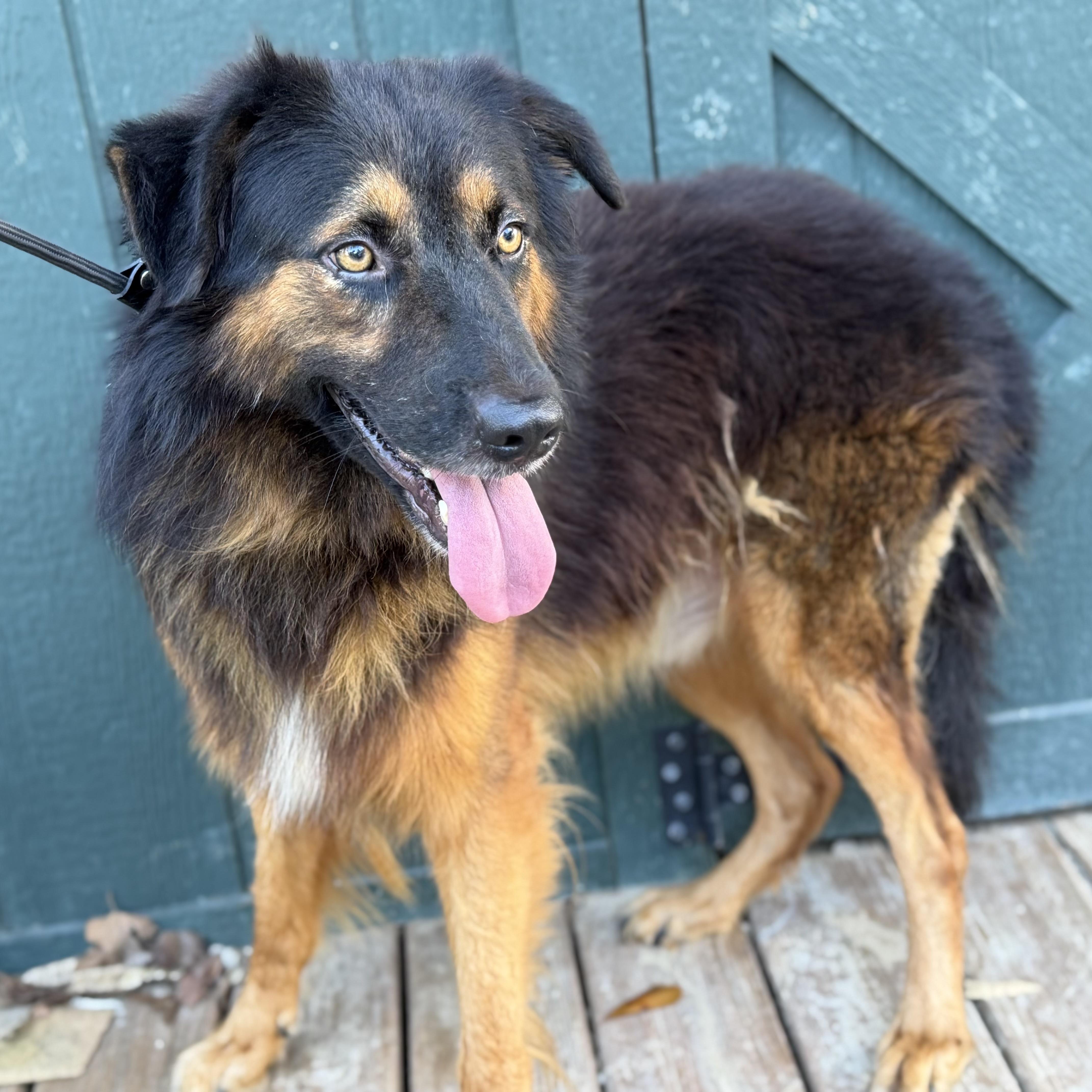 Enlarge Rambo, a Adoptable mixed breed in Thomaston , ME image 3/6