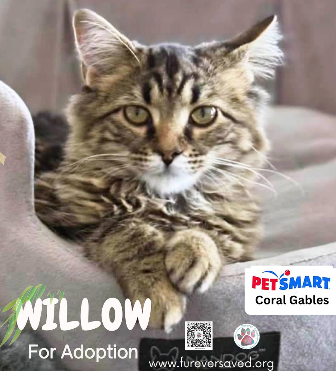 Willow, Adopted, Kitten Female Domestic Short Hair.