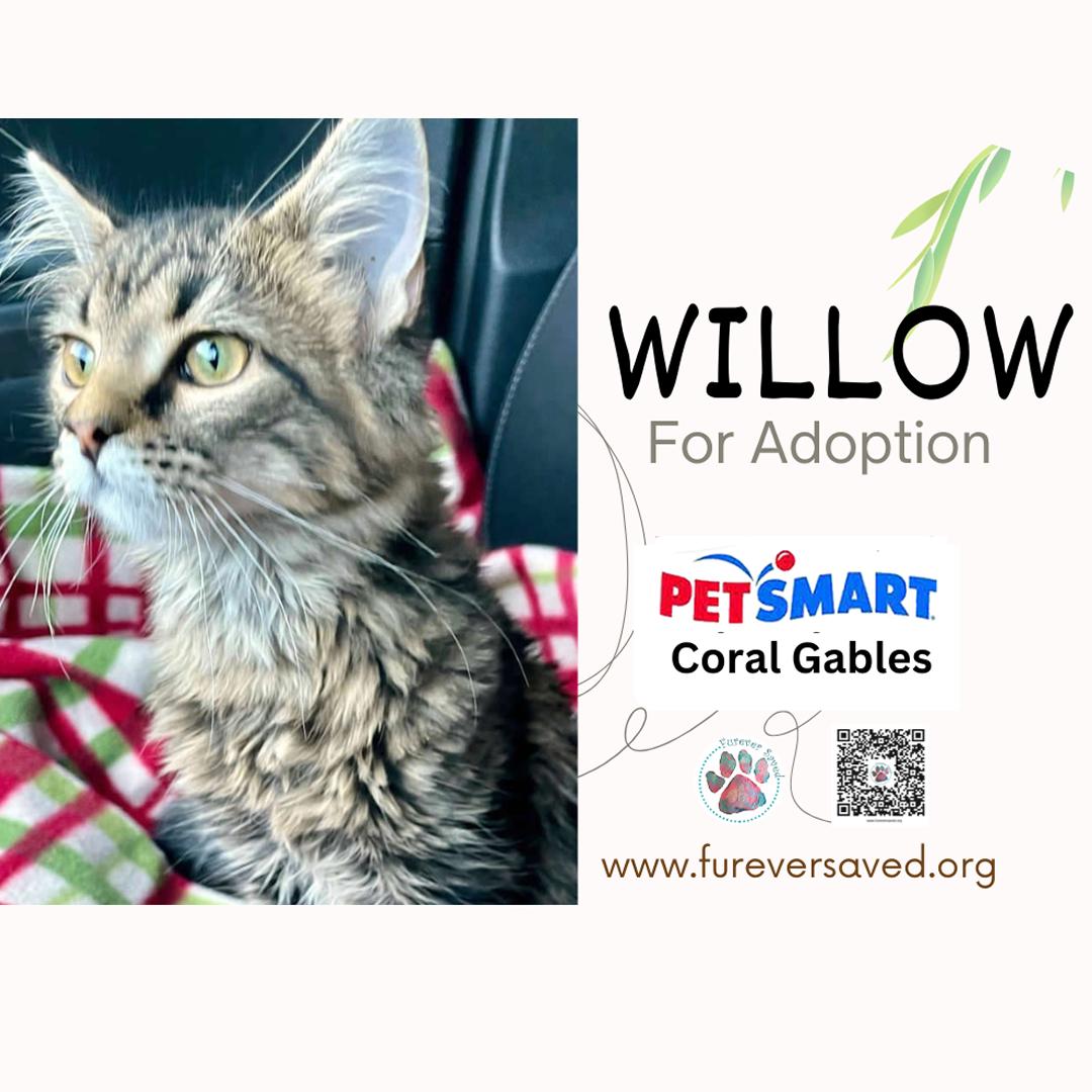 Enlarge Willow, a Adopted Domestic Short Hair in Miami, FL image 4/5