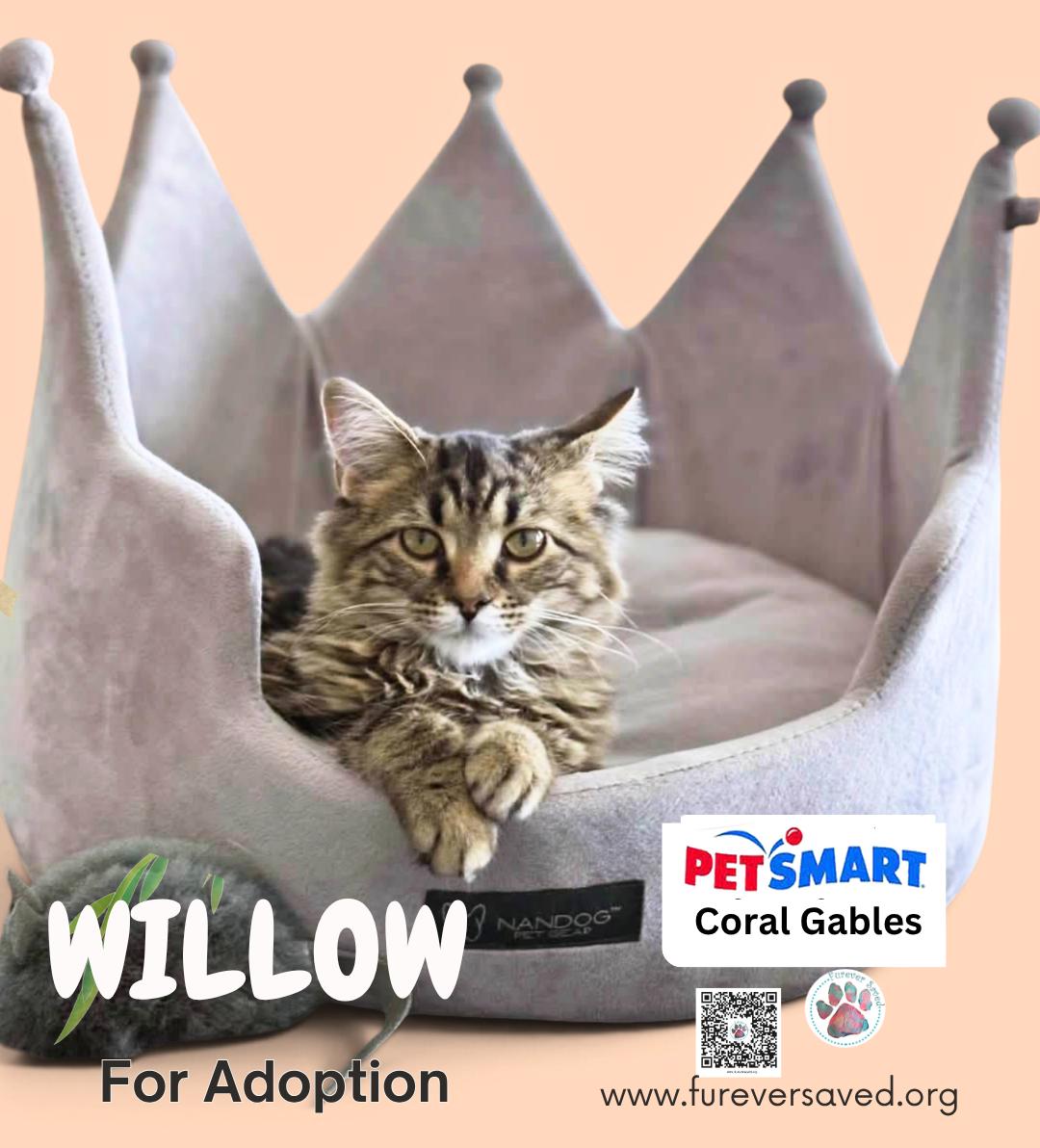 Enlarge Willow, a Adopted Domestic Short Hair in Miami, FL image 2/5
