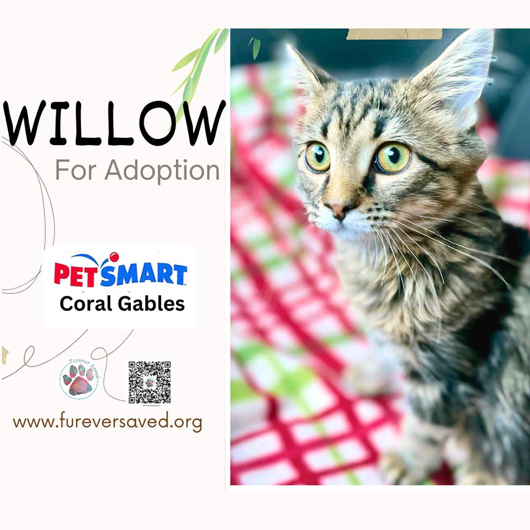 Enlarge Willow, a Adopted Domestic Short Hair in Miami, FL image 5/5