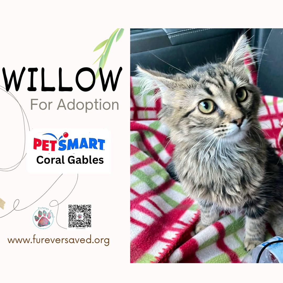 Enlarge Willow, a Adopted Domestic Short Hair in Miami, FL image 3/5