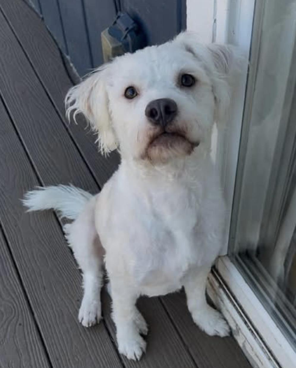 Enlarge Krypto , a ADOPTABLE mixed breed in Tigard, OR image 4/4