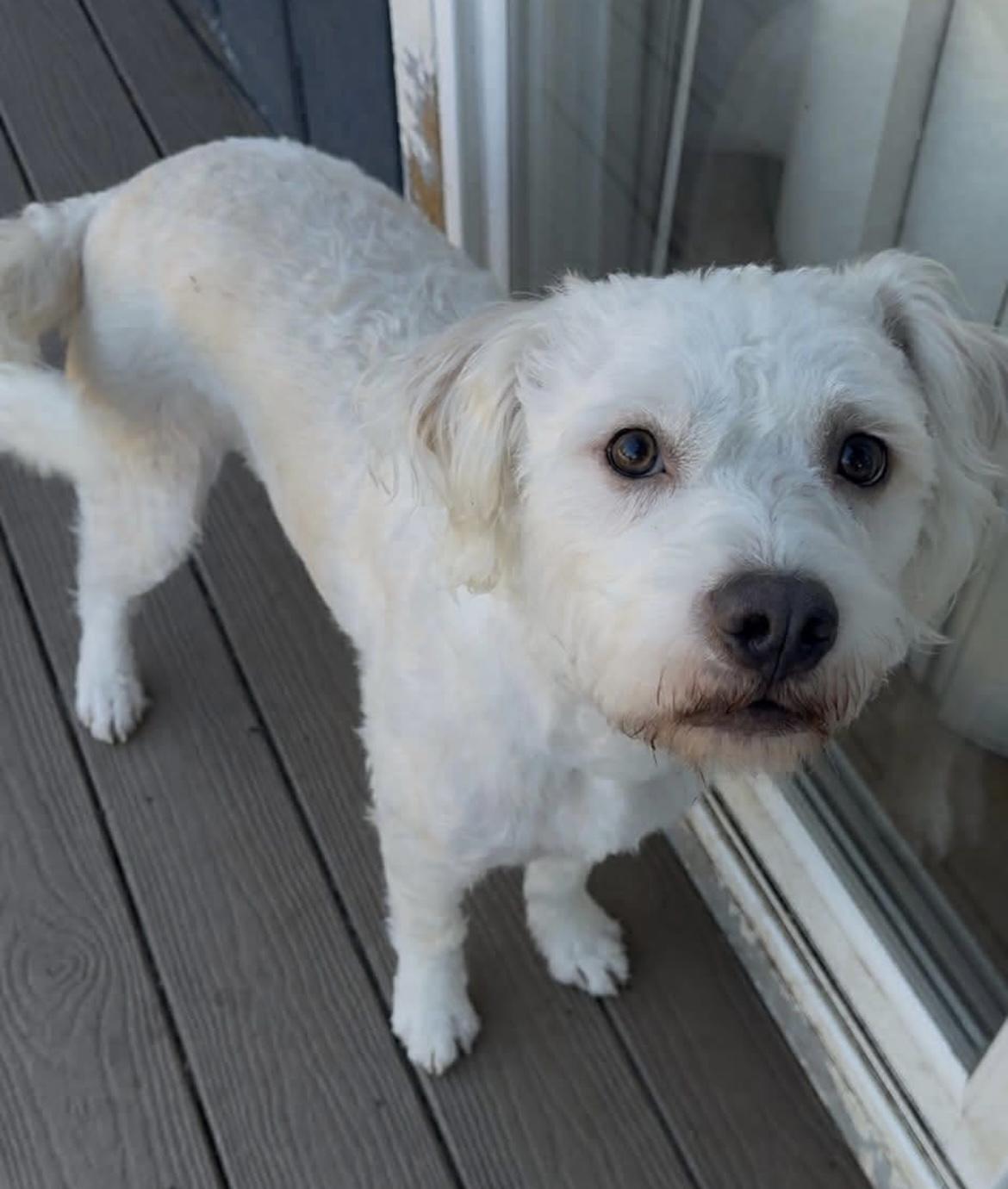 Enlarge Krypto , a ADOPTABLE mixed breed in Tigard, OR image 3/4