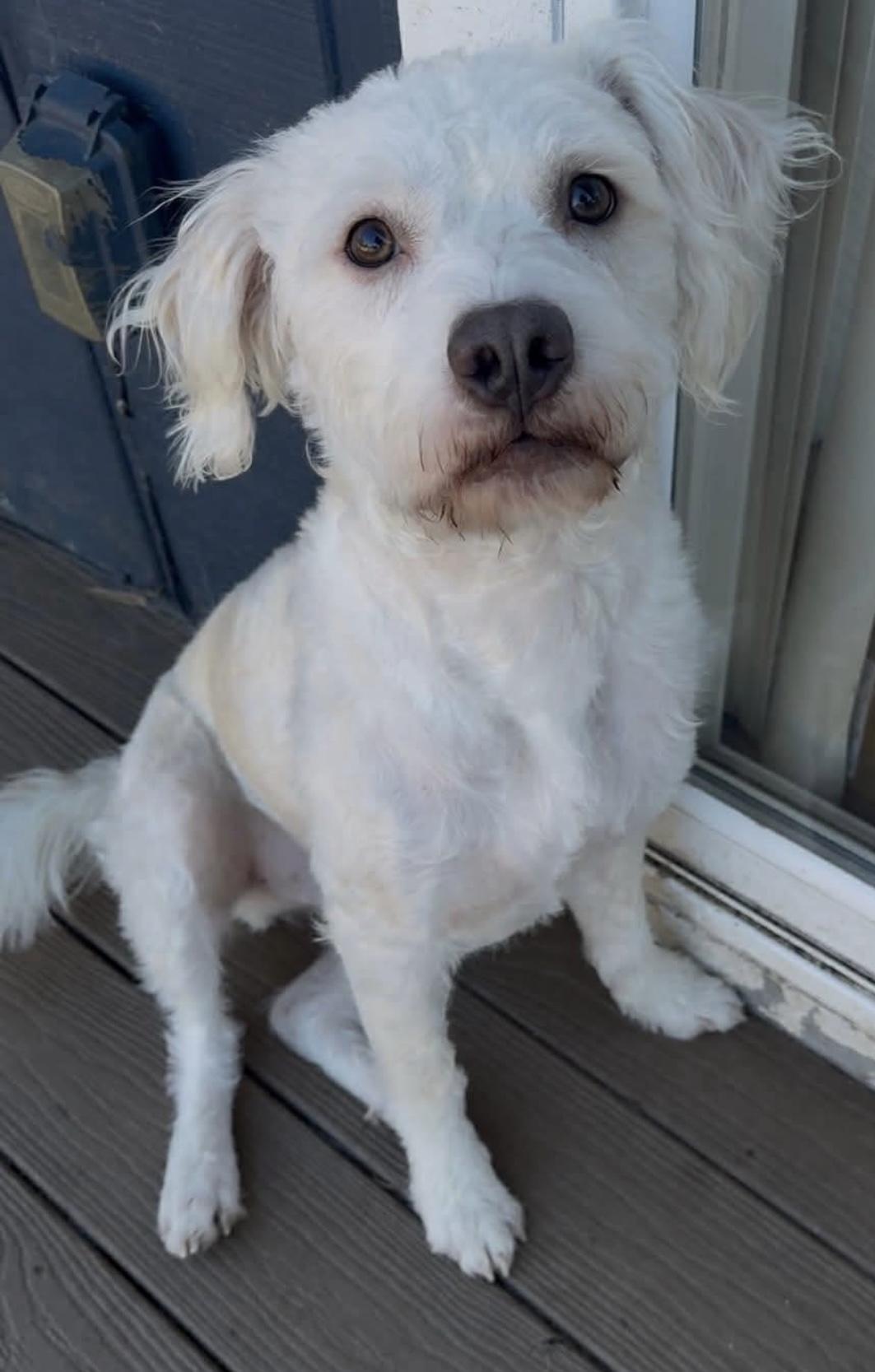 Krypto , ADOPTABLE, Adult Male Maltese.