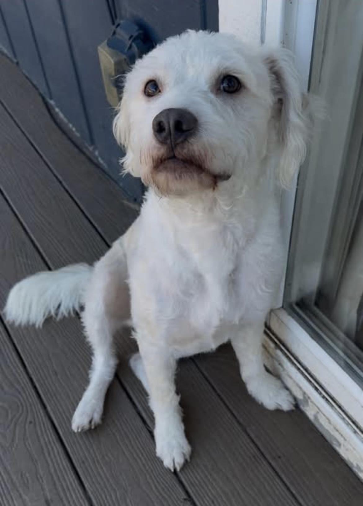 Enlarge Krypto , a ADOPTABLE mixed breed in Tigard, OR image 2/4