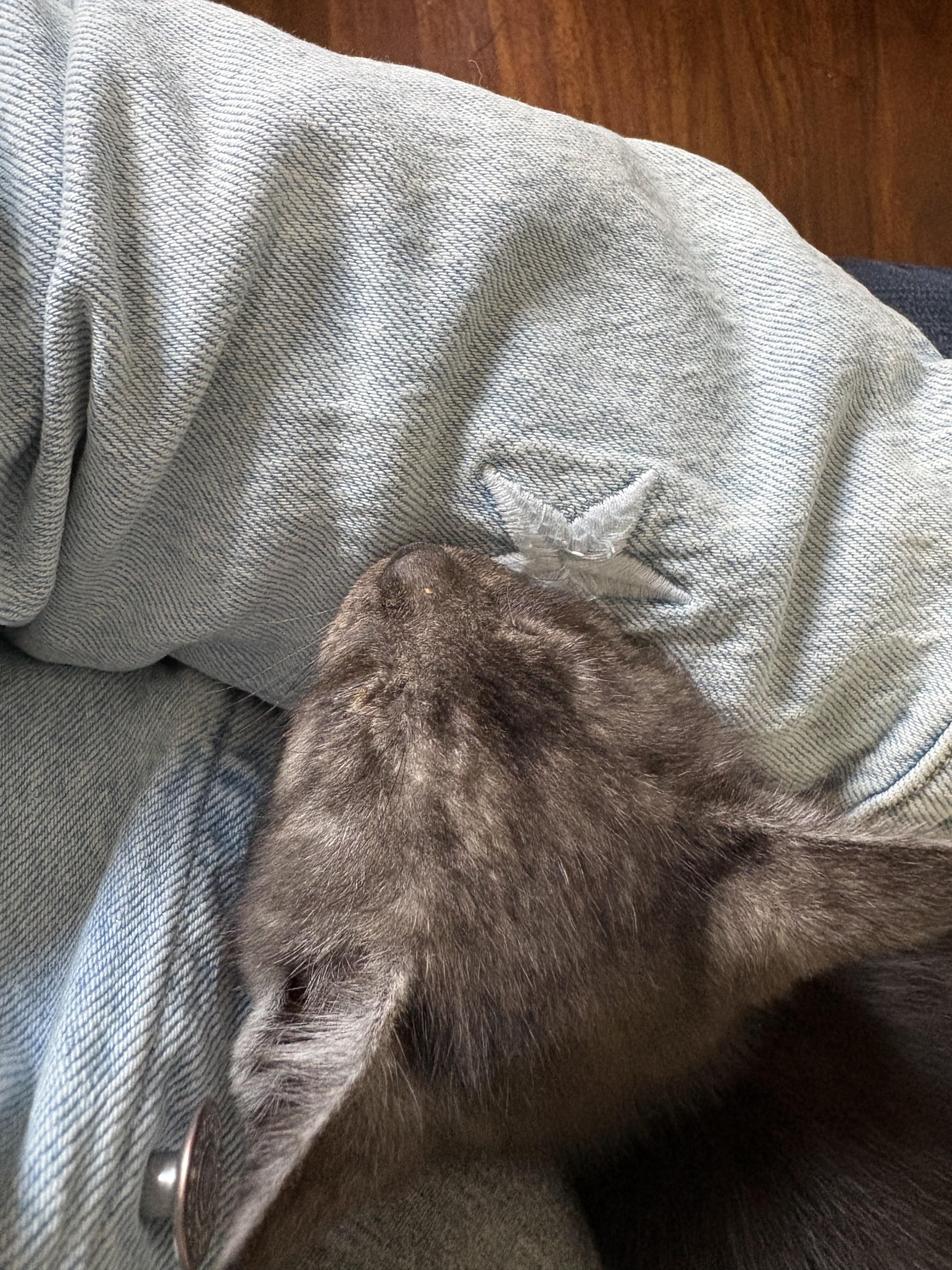 Wren, a ADOPTABLE Domestic Short Hair in Columbus, OH image 3/5