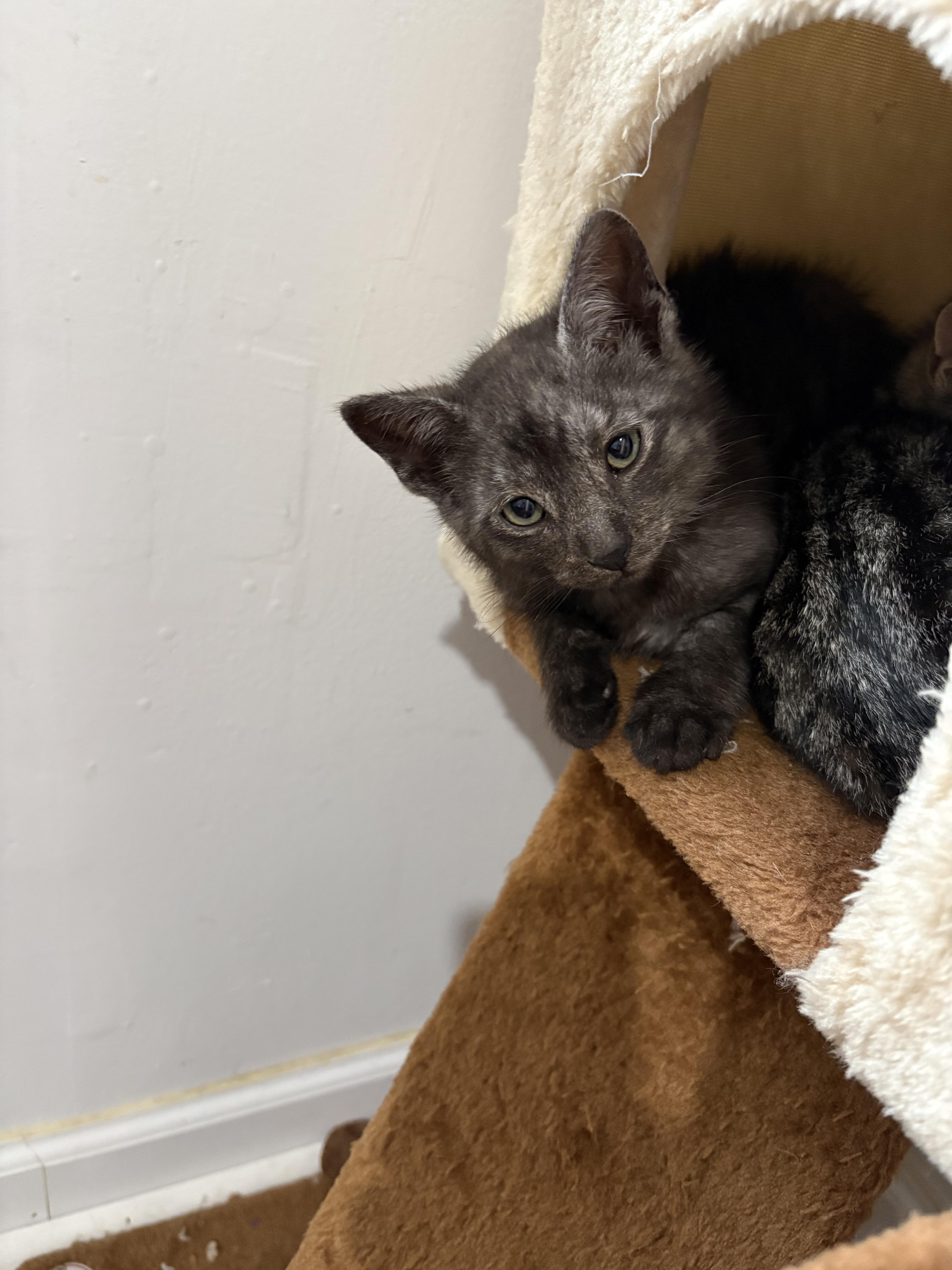 Wren, a ADOPTABLE Domestic Short Hair in Columbus, OH image 4/5