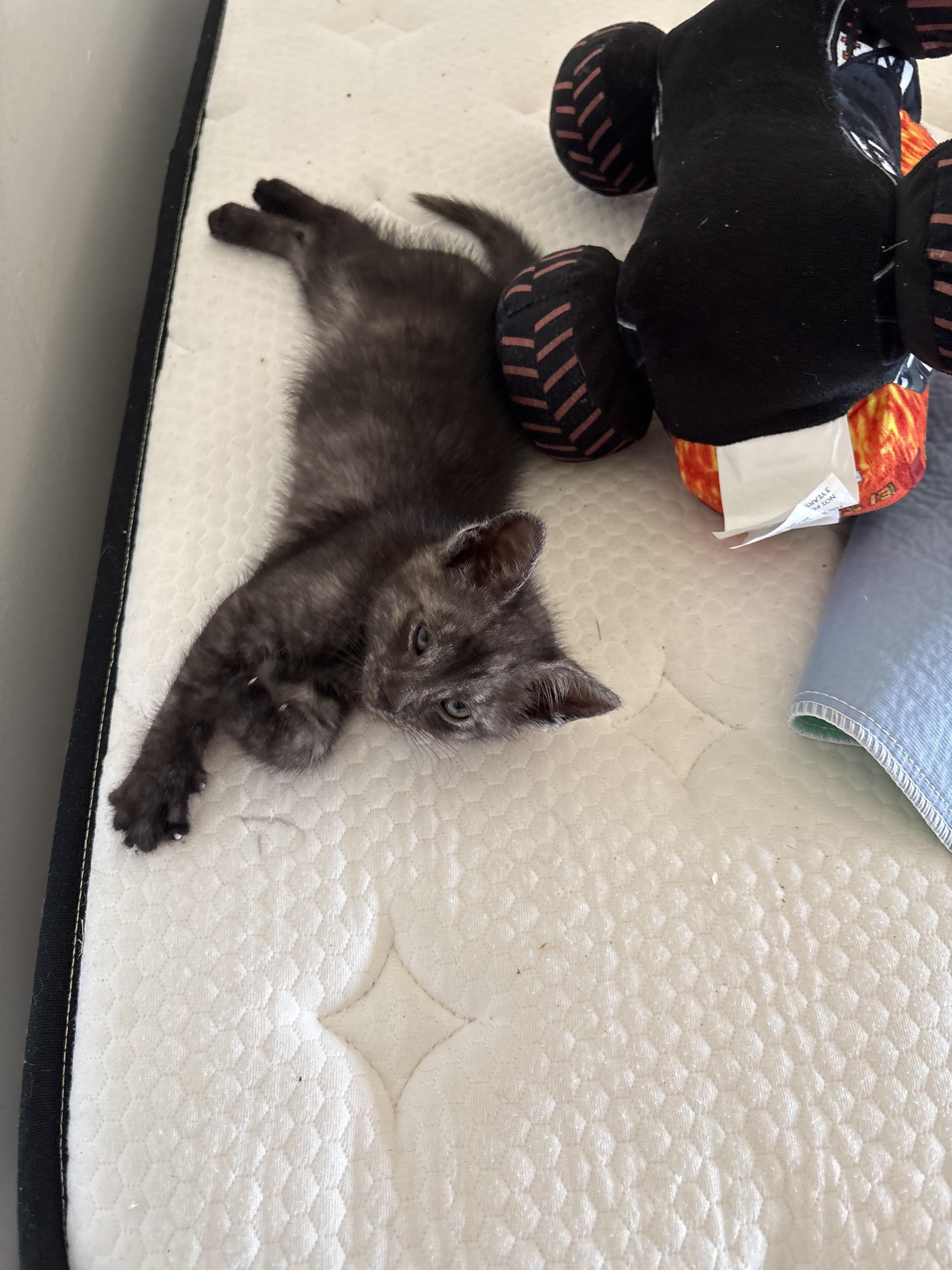 Wren, a ADOPTABLE Domestic Short Hair in Columbus, OH image 5/5