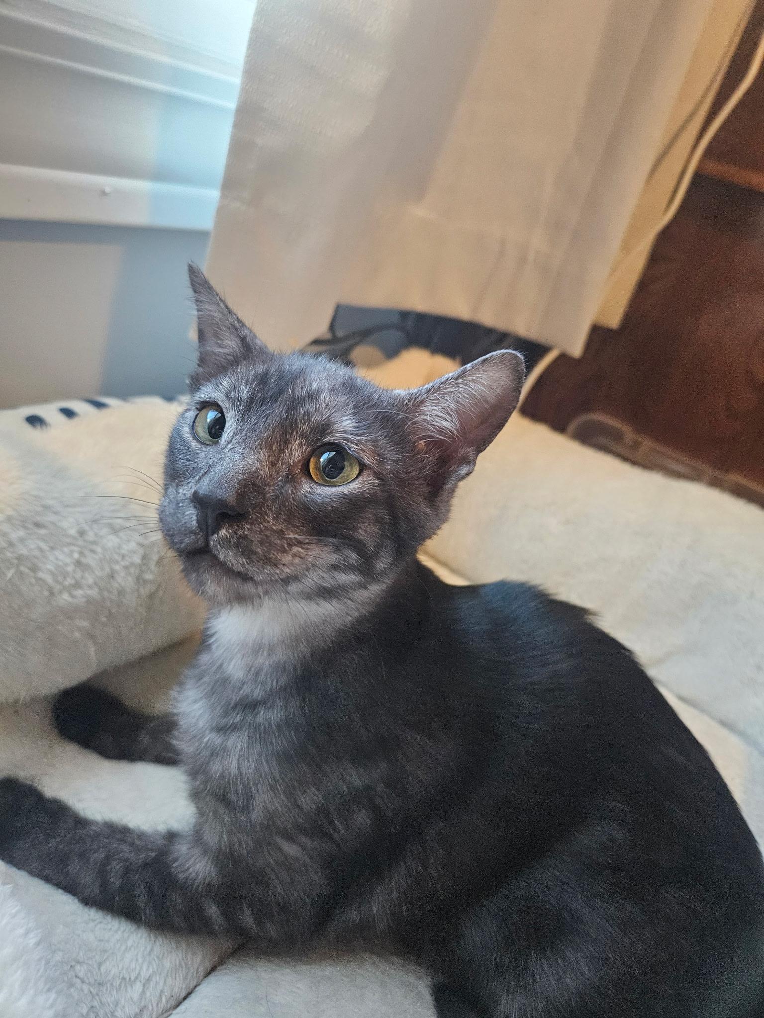 Wren, ADOPTABLE, Kitten Male Domestic Short Hair.