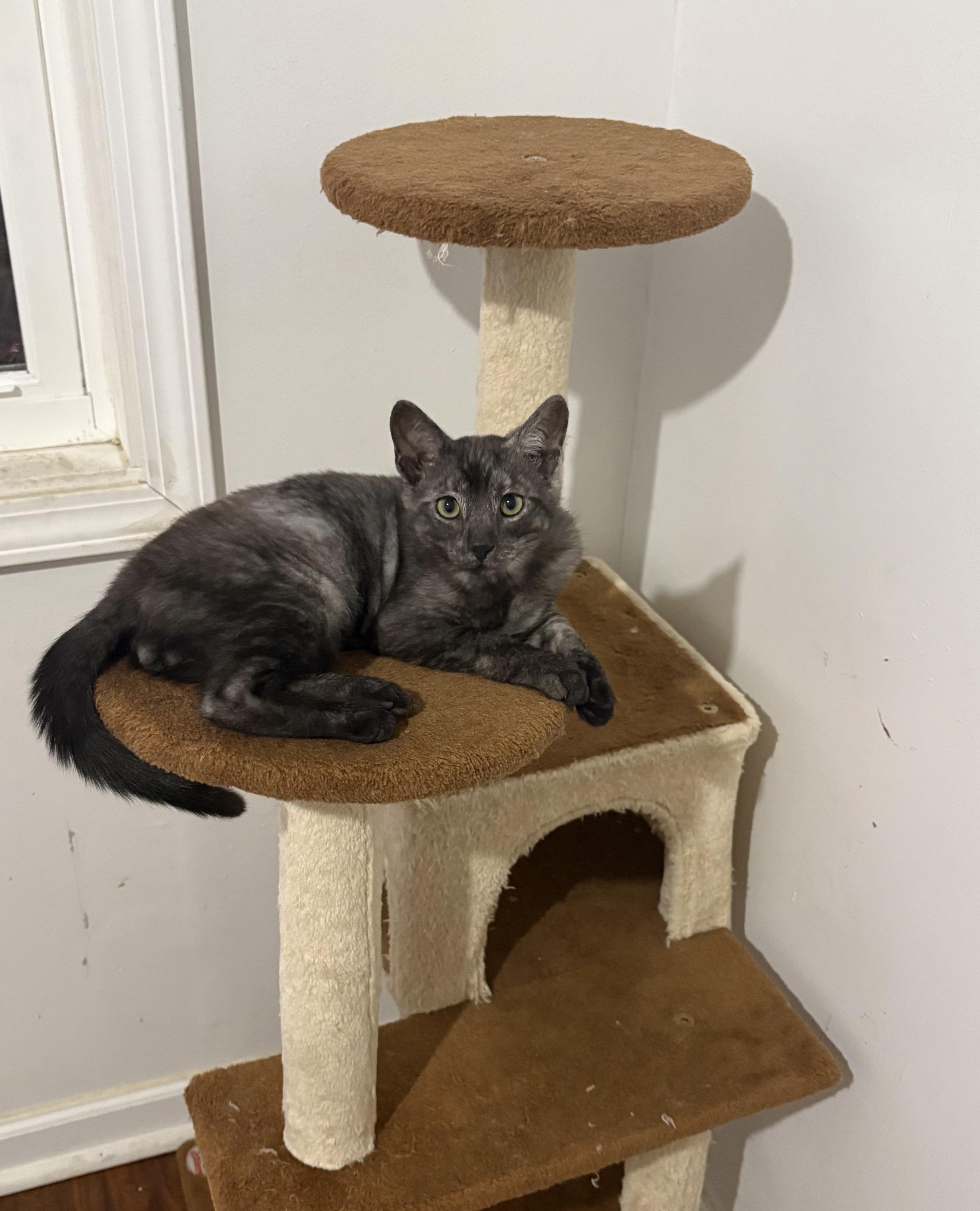 Wren, a ADOPTABLE Domestic Short Hair in Columbus, OH image 2/5