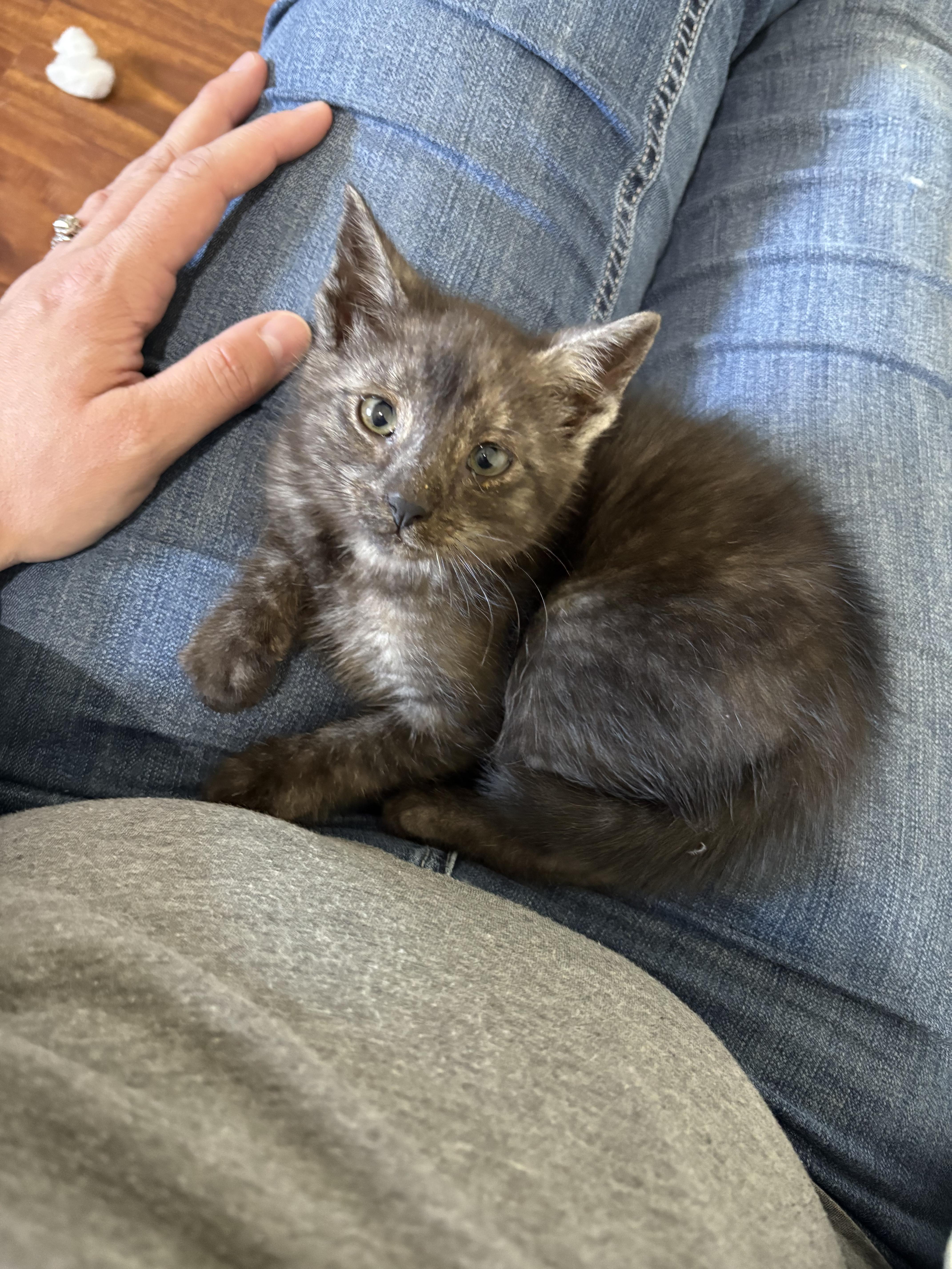 Wren, ADOPTABLE, Kitten Male Domestic Short Hair.