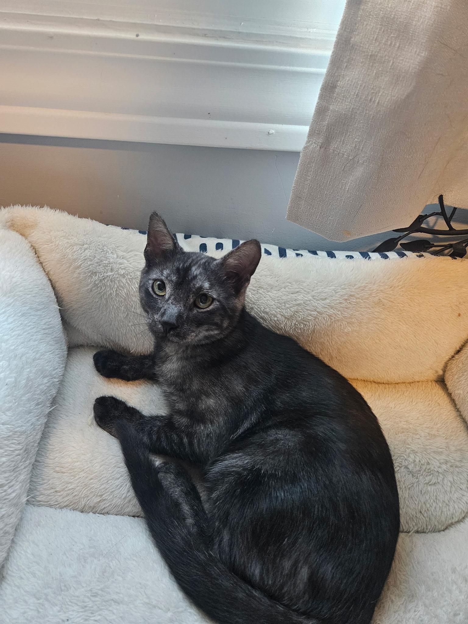 Wren, a ADOPTABLE Domestic Short Hair in Columbus, OH image 2/6