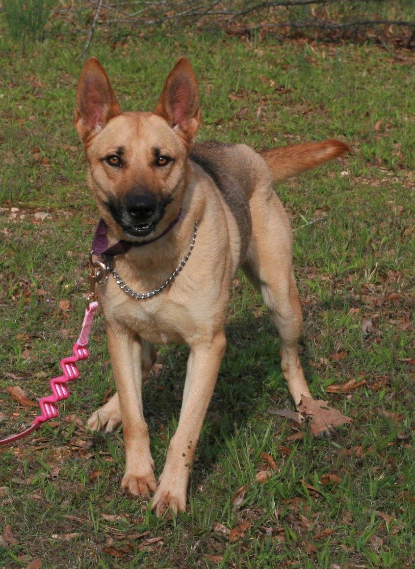 Blondie, Adoptable, Adult Female Belgian Shepherd / Malinois & German Shepherd Dog.