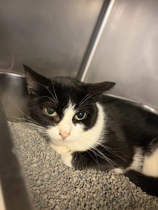 Enlarge Patches, a Adoptable mixed breed in South Bend, IN image 1/2
