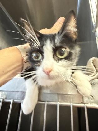 Enlarge Patches, a Adoptable mixed breed in South Bend, IN image 2/2