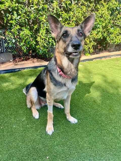 Louise, adoptable, Adult Female German Shepherd Dog.