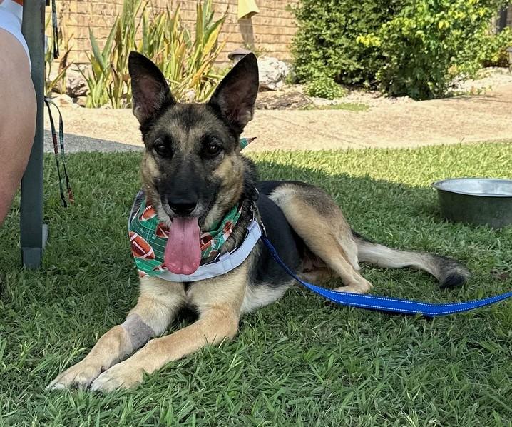 Enlarge Louise, an adoptable German Shepherd Dog in Dallas, TX image 2/5