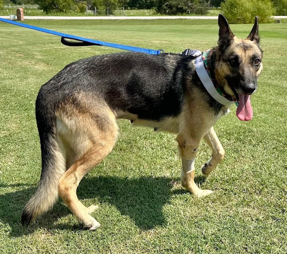 Enlarge Louise, an adoptable German Shepherd Dog in Dallas, TX image 3/5