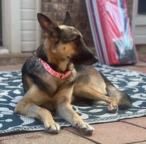 Enlarge Louise, an adoptable German Shepherd Dog in Dallas, TX image 4/5