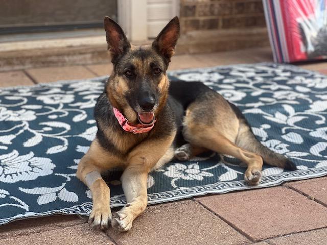 Enlarge Louise, an adoptable German Shepherd Dog in Dallas, TX image 5/5