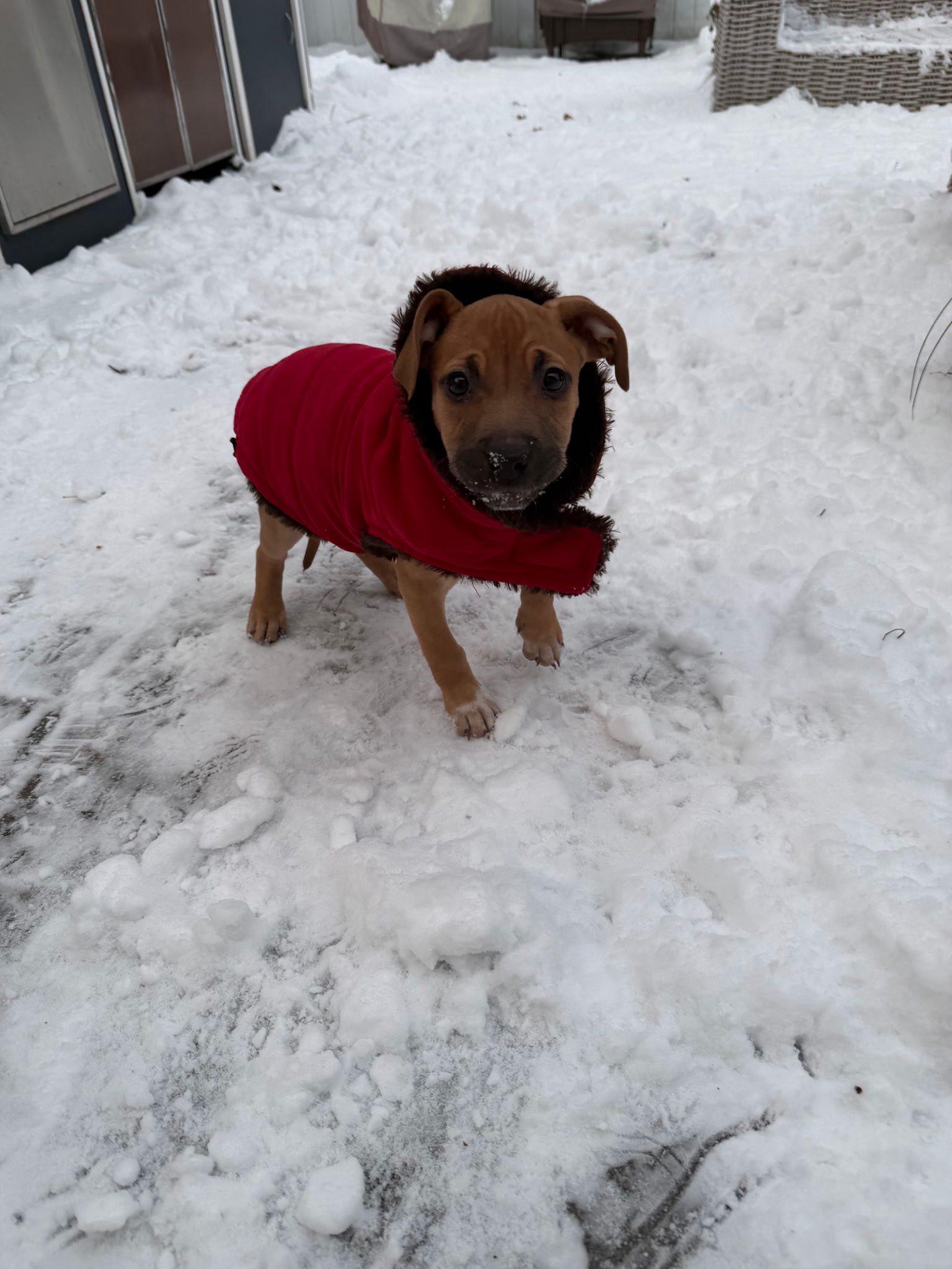 Enlarge Valkyrie, an adopted mixed breed in Riverdale, NJ image 4/6