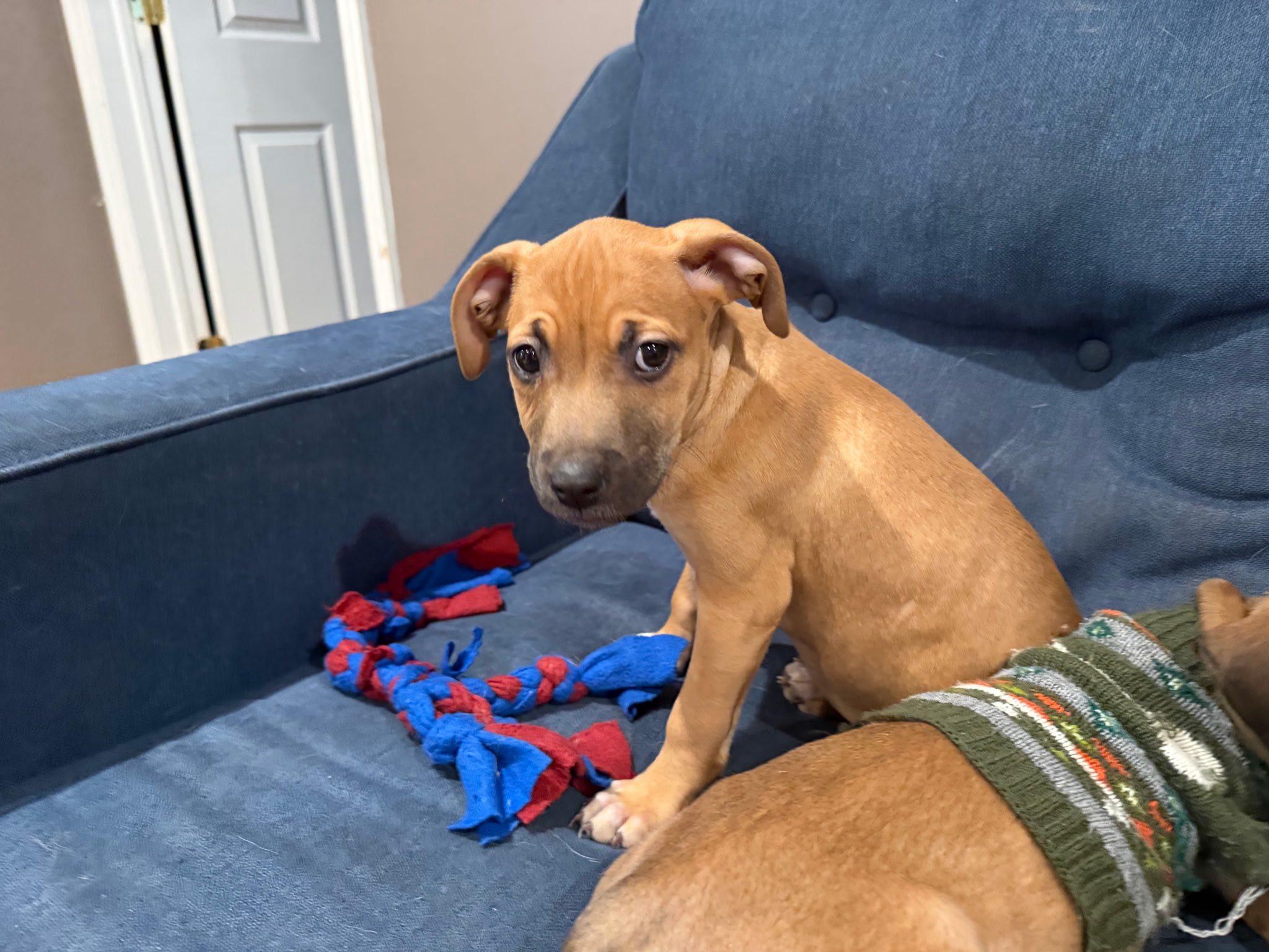 Enlarge Valkyrie, an adopted mixed breed in Riverdale, NJ image 5/6