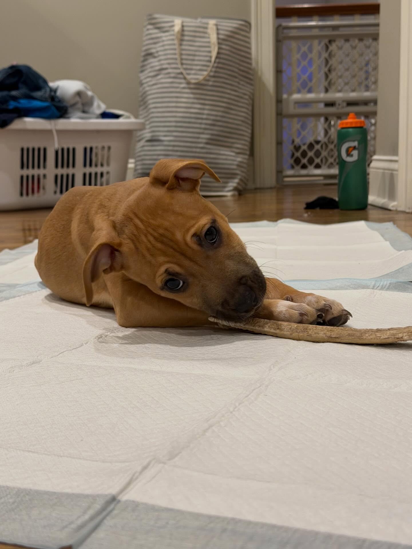 Enlarge Valkyrie, an adopted mixed breed in Riverdale, NJ image 1/6