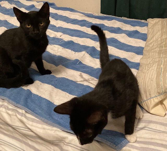 Ronnie bonded with Rawrence, Adopted, Young Male Domestic Short Hair.