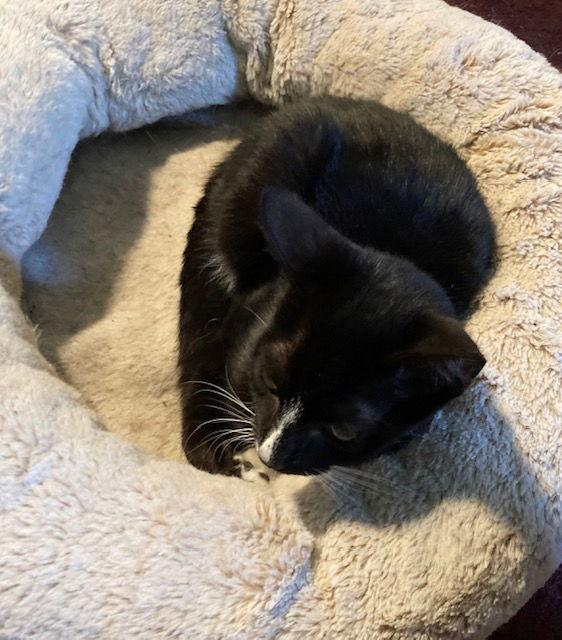 Ronnie bonded with Rawrence, a Adopted Domestic Short Hair in Macedonia, OH image 2/3