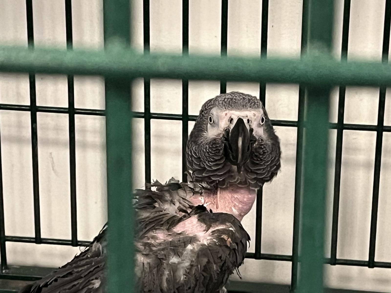 Westley, Adoptable, Young Female African Grey.