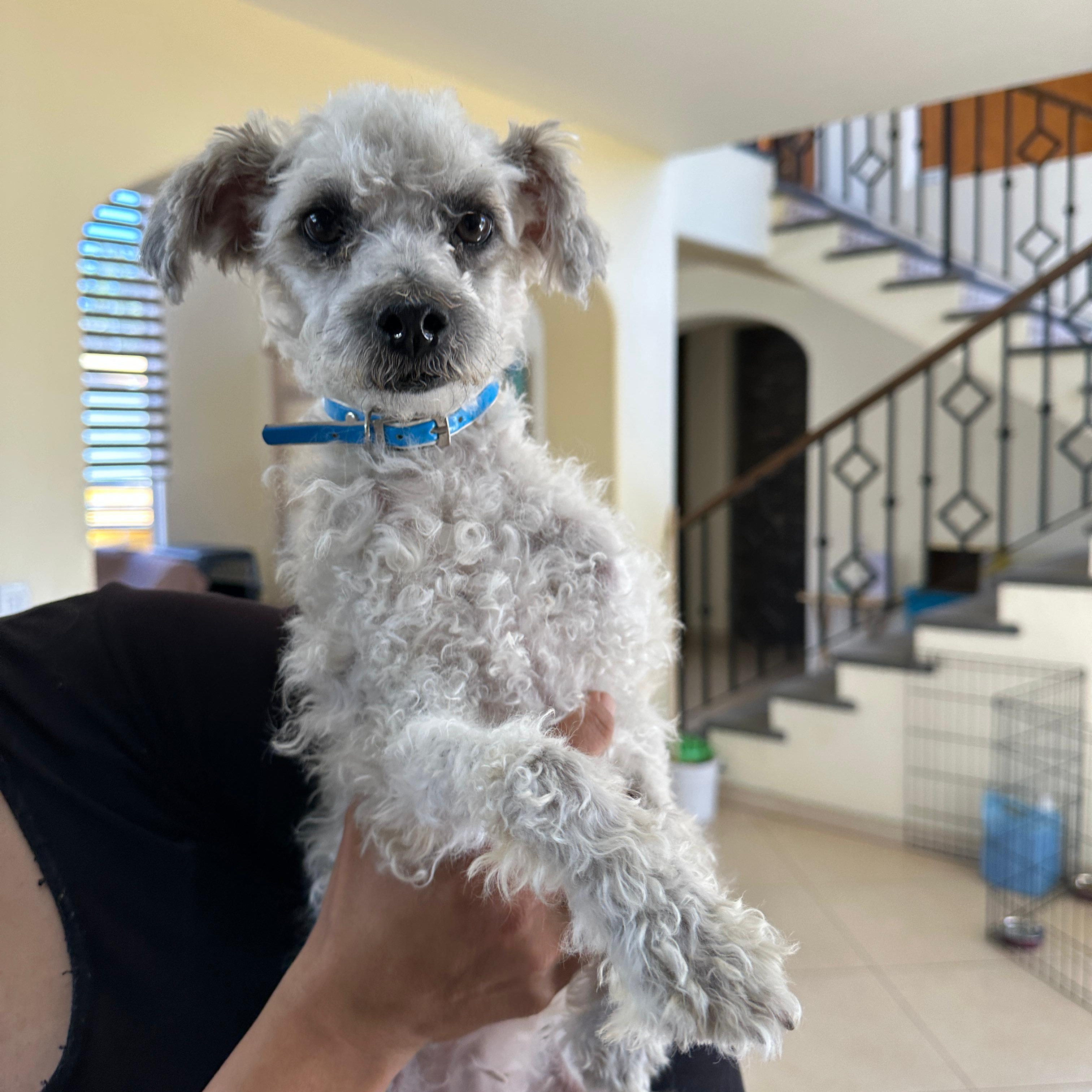 Winter, adopted, Young Female Poodle (Toy).