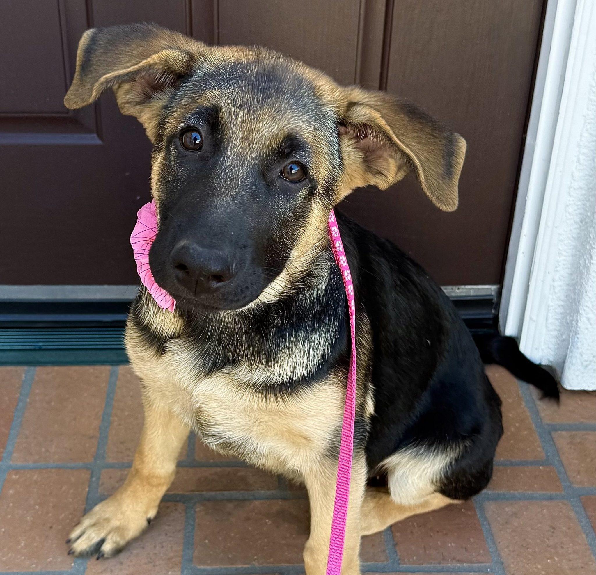 Maisie, adopted, Puppy Female German Shepherd Dog.