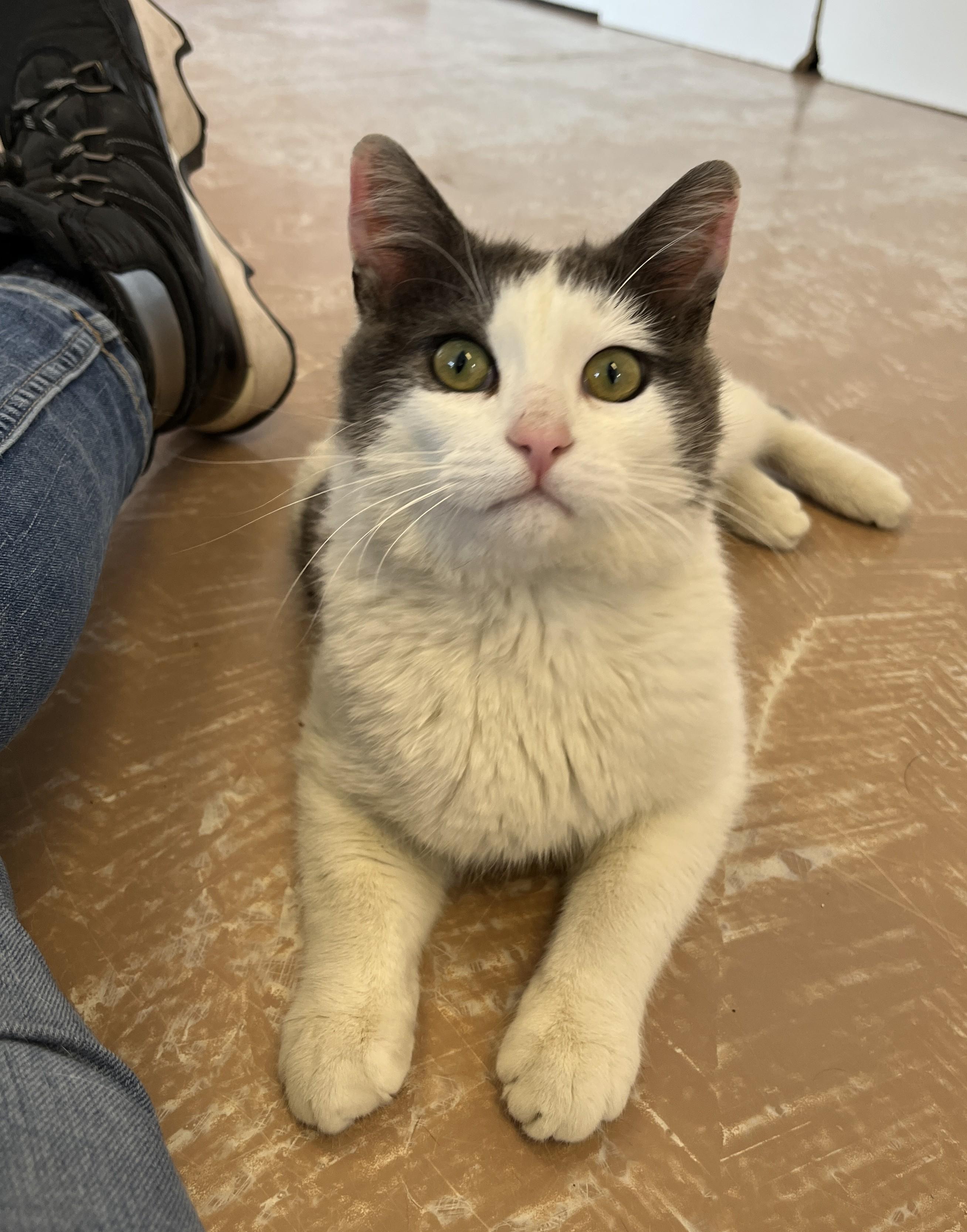 CREAMPUFF (CR/SC), an adopted Domestic Short Hair in Sainte-Angele-de-Monnoir, QC image 3/6