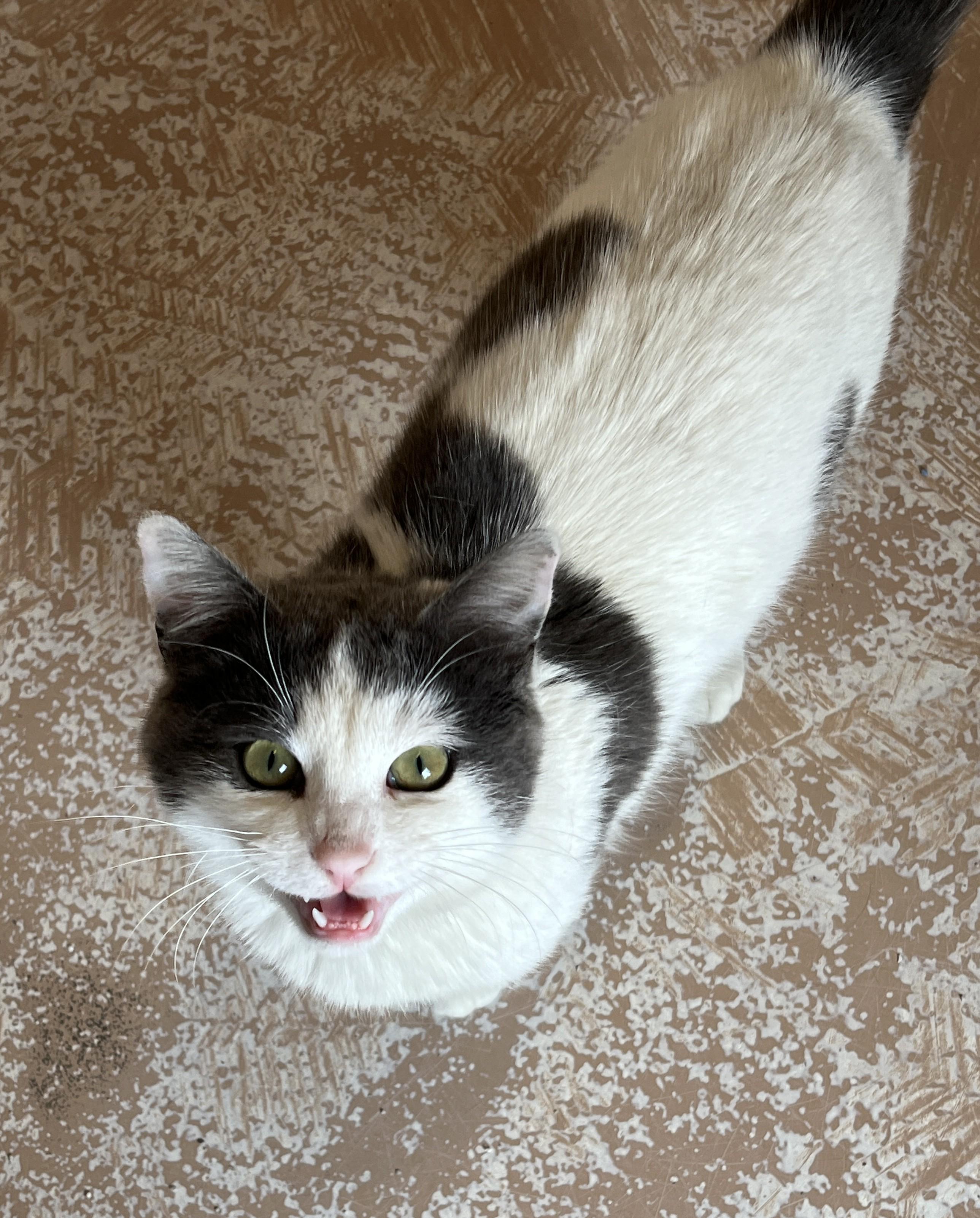 CREAMPUFF (CR/SC), an adopted Domestic Short Hair in Sainte-Angele-de-Monnoir, QC image 5/6