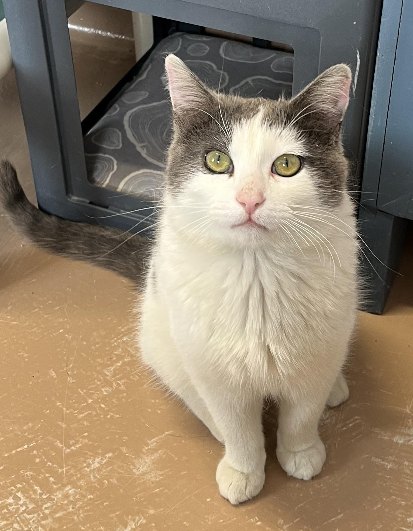 CREAMPUFF (CR/SC), adopted, Young Male Domestic Short Hair.