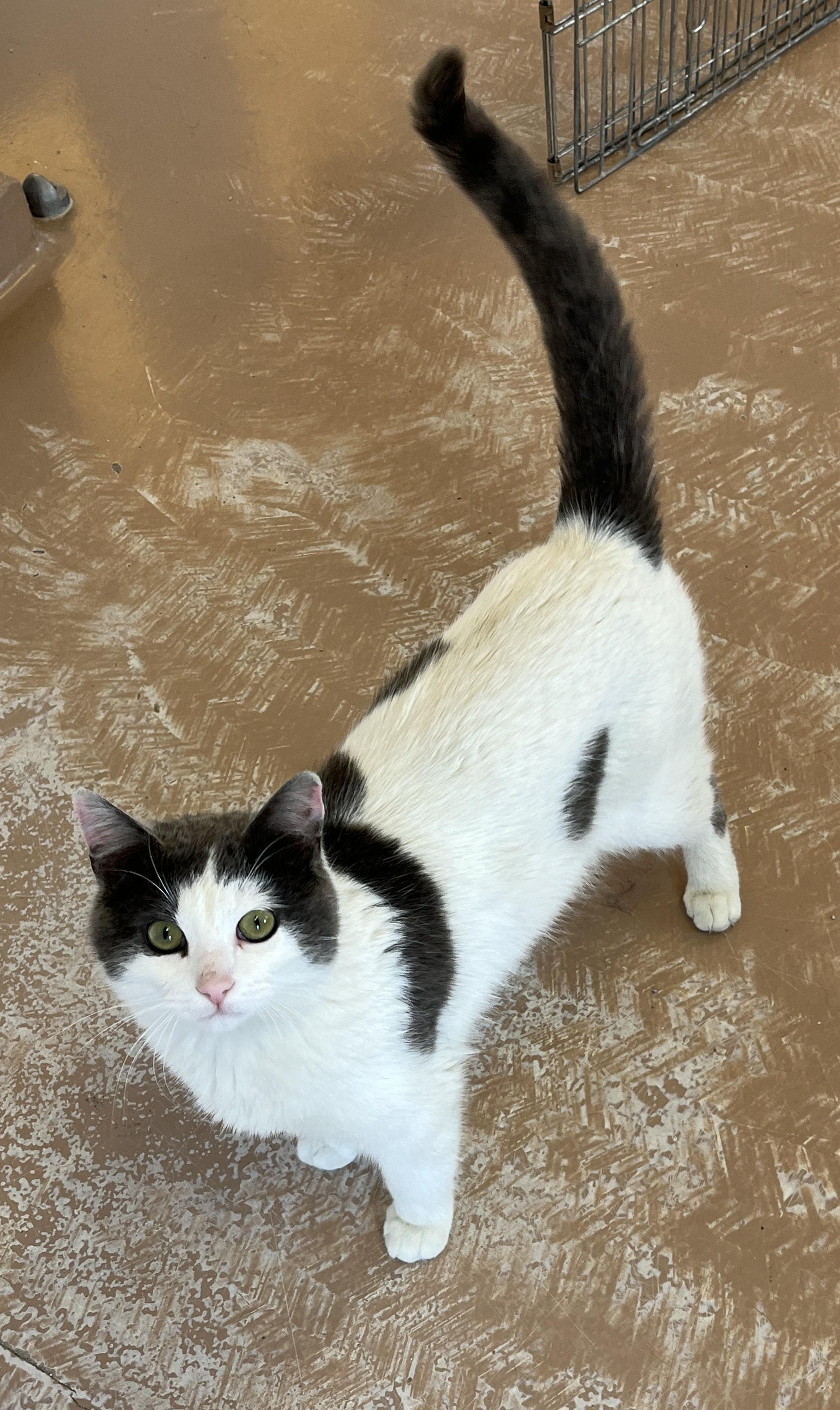 CREAMPUFF (CR/SC), an adopted Domestic Short Hair in Sainte-Angele-de-Monnoir, QC image 4/6