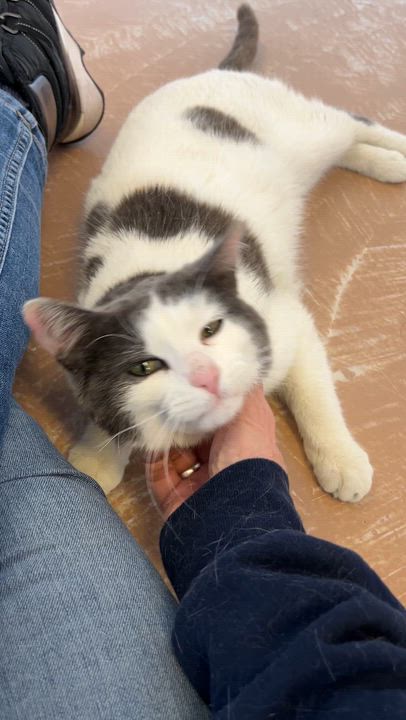 Enlarge CREAMPUFF (CR/SC), an adopted Domestic Short Hair in Sainte-Angele-de-Monnoir, QC video 6/6