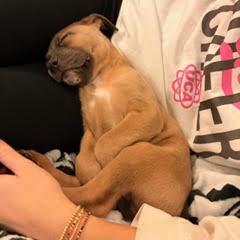 NY Zeke (Foster in Patterson NY), a Adoptable mixed breed in Patterson, NY image 2/4