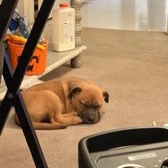 NY Zeke (Foster in Patterson NY), a Adoptable mixed breed in Patterson, NY image 4/4